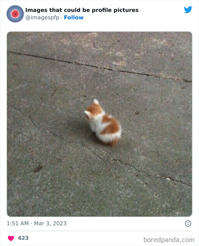 Small orange and white kitten sitting alone on c*****d concrete, a weird and funny image for profile pictures.