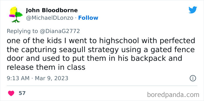 Tweet showing a story of kids doing something unhinged by capturing seagulls and releasing them in class.
