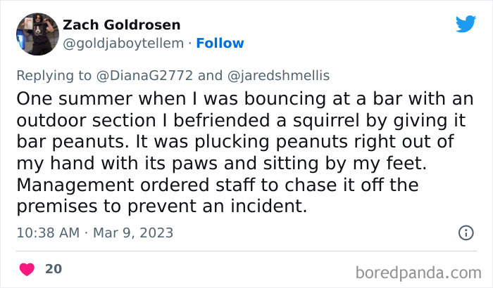 Tweet screenshot showing a story about a kid befriending a squirrel by giving it bar peanuts, freaking out nearby people.
