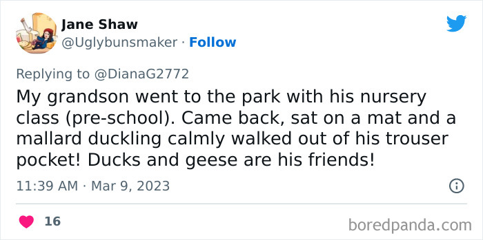 Tweet about a preschool grandson’s unhinged moment with a mallard duckling surprising everyone around him.