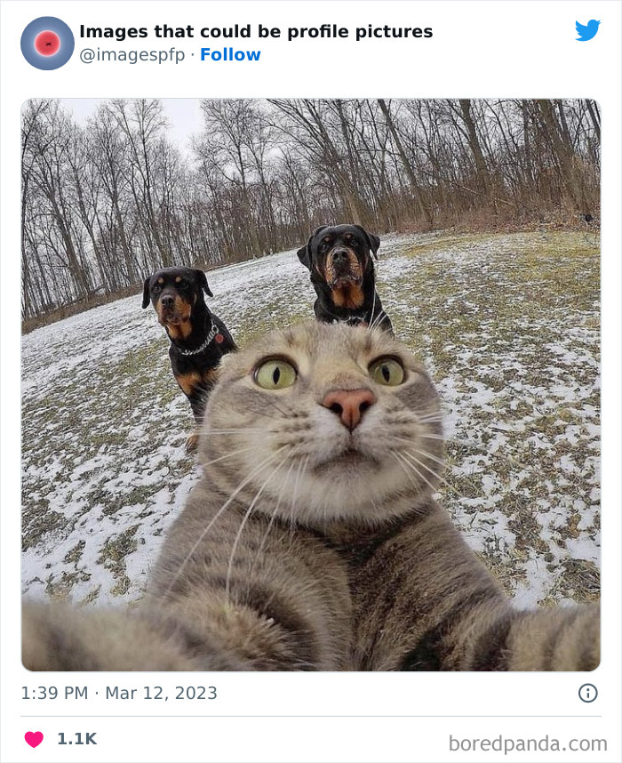 Cat taking a selfie with two Rottweiler dogs in a snowy field, a funny and weird profile picture moment.