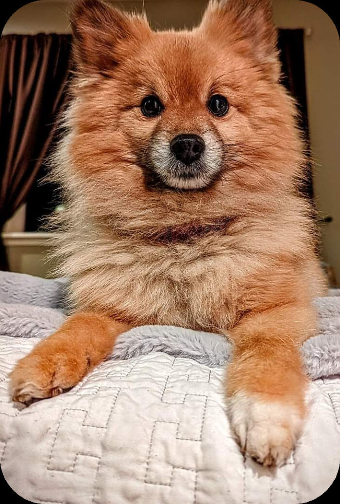 Rory Pond The 15lb Pomeranian Ready For Anything