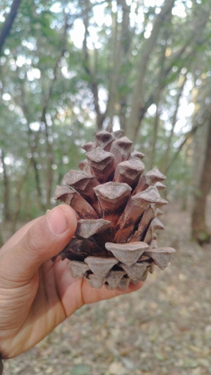 I Spent My Week Hiking The Ghorepani Poon Hill Route In Nepal With A Dog I Spent My Week Hiking The Ghorepani Poon Hill Route In Nepal With A Dog