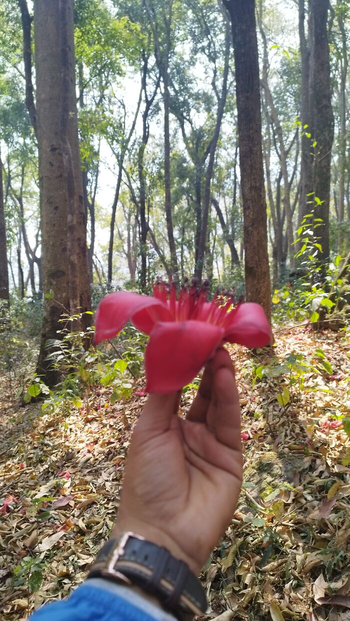 I Spent My Week Hiking The Ghorepani Poon Hill Route In Nepal With A Dog I Spent My Week Hiking The Ghorepani Poon Hill Route In Nepal With A Dog