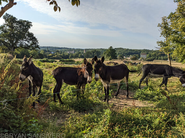 I Discovered A Several-Hundred-Year-Old Abandoned Farmhouse In France (18 Pics)