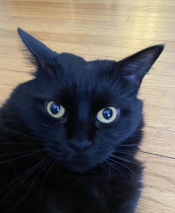 Here Are Some Photos Of My Pets To Hopefully Brighten Your Day (20 Pics)