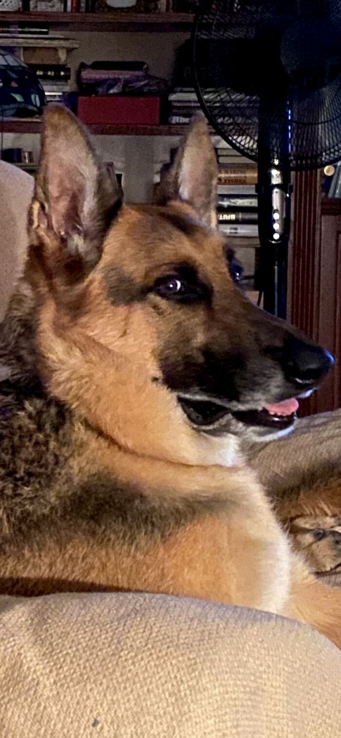 Stella Had A Great Personality (2016-2023). We Love Her And Miss Her So Much!!!