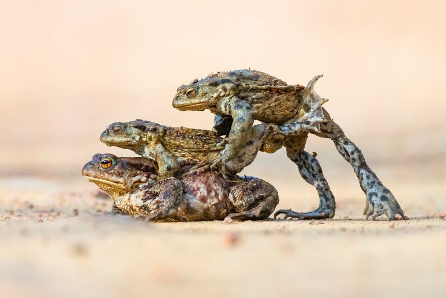 Animal Behaviour: Winner – “Hitching A Lift” By James Roddie