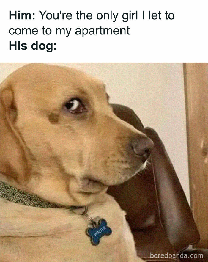 Dog giving a side-eye with text about relationship dating humor.