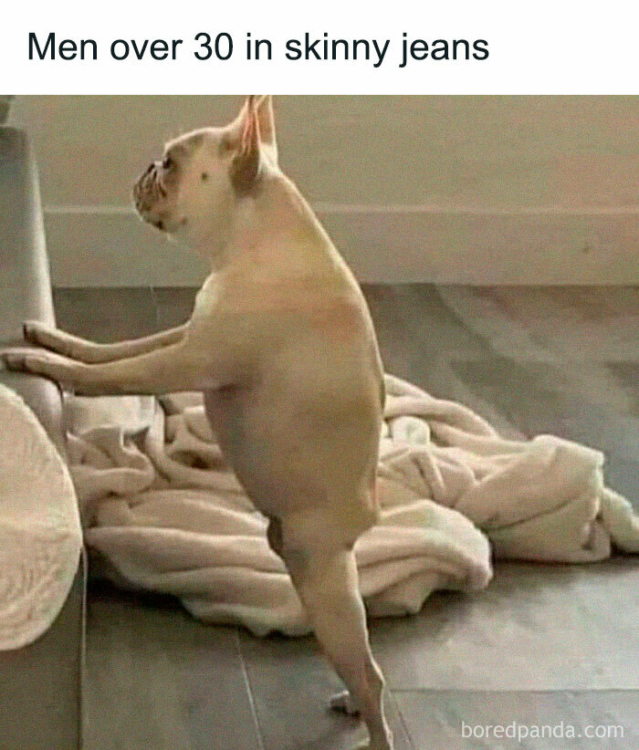 Bulldog standing upright on hind legs with caption about men over 30 in skinny jeans, illustrating single life humor.