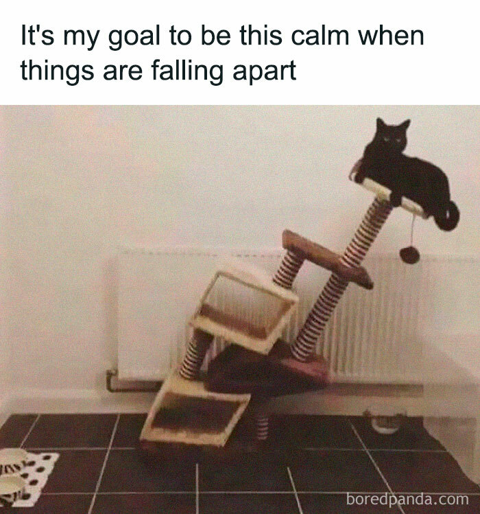 Cat calmly sitting on a tilting cat tree, humorously illustrating why some are single.