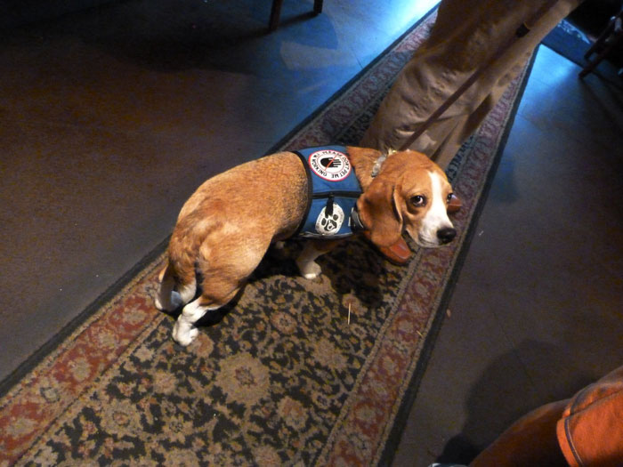 Woman Makes Her Friend Leave Her Service Dog In The Backyard, Is Upset Everyone Hates Her For It After The Woman Gets A Concussion From A Seizure