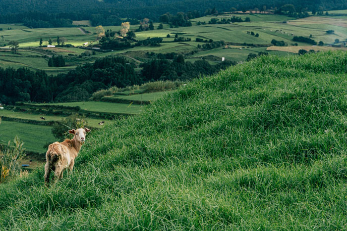 Man Pays His Mate 20 Bucks To Bring His Goat Over So It Can Take Care Of His Overgrown Lawn, Upsets Wife