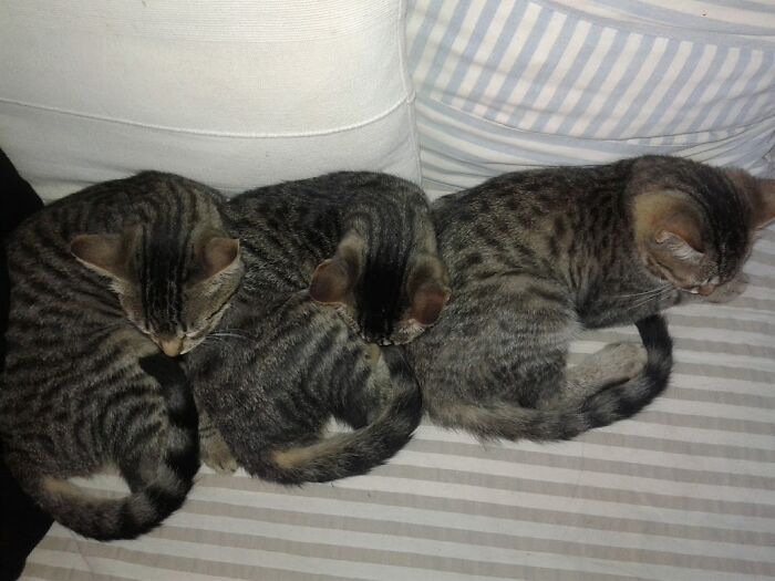 Sleeping Beauties 1!