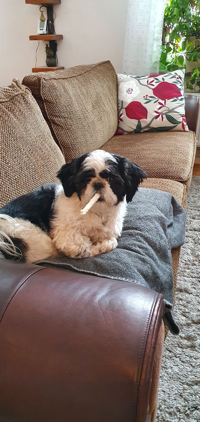 Dizzy Chewing Like A Gangster Boss