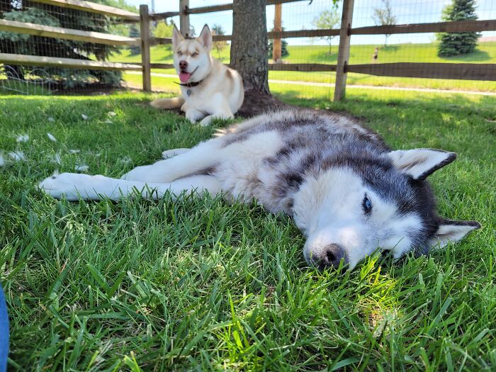 Flat Igor Napping Under His Favorite Tree With His Best Girl Isley