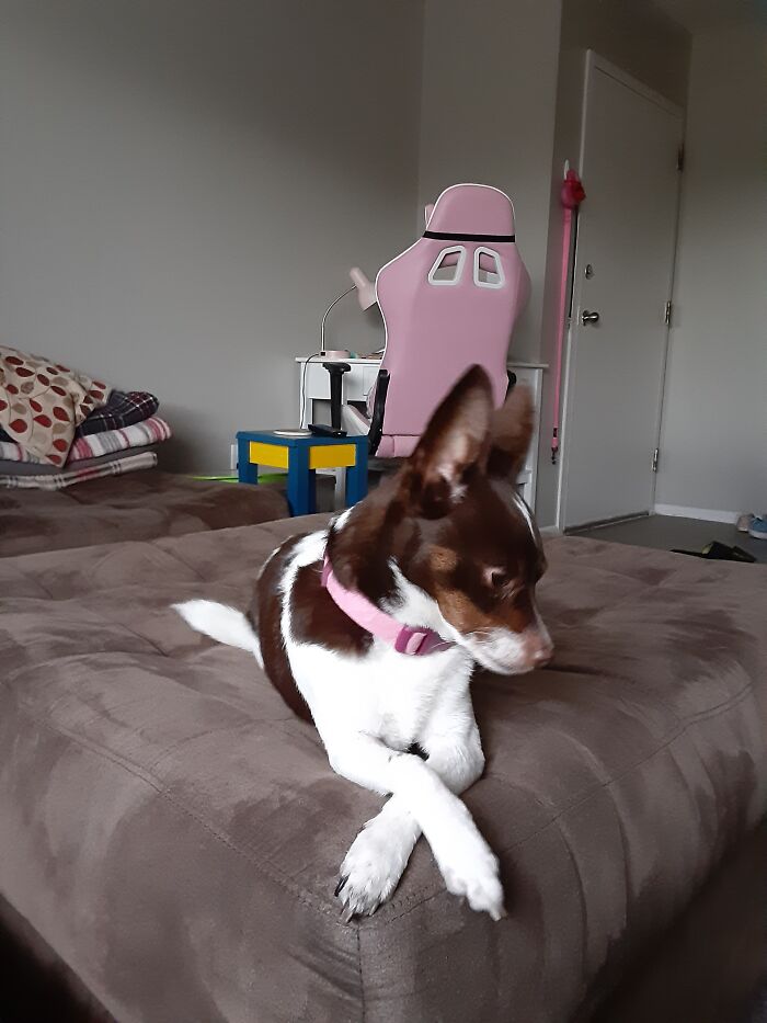 Our Little Princess Crosses Her Paws When She Lays Down. She's So Dainty!