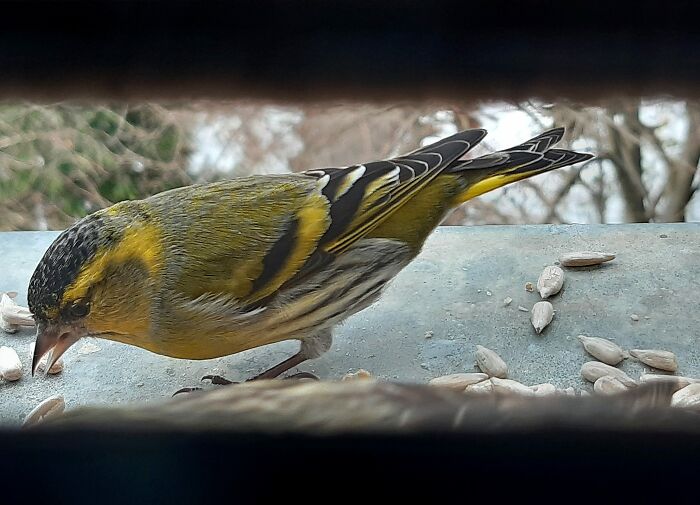 My Little Guests Love Sunflower Seeds