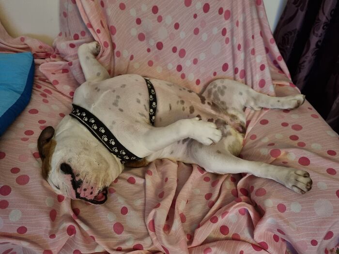 Our Bulldog Sushi. Ok, Not A Dumb Pic. She's Always Cute. But I Use The Chance To Share A Pic