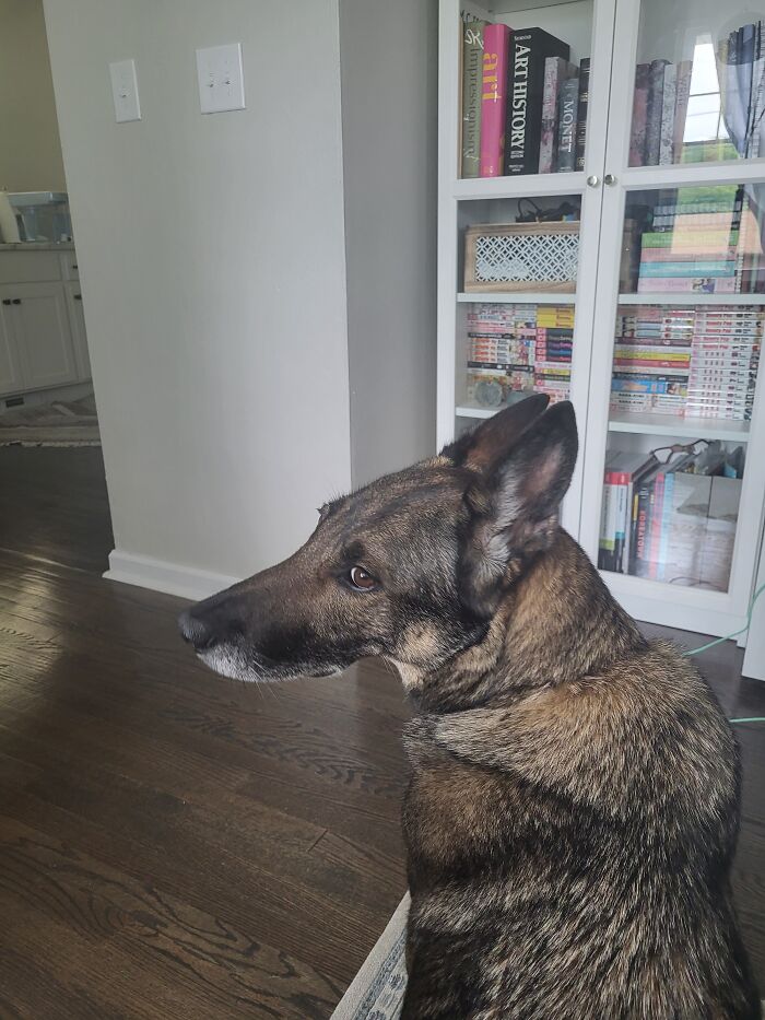 My German Shepherd, Ottie!