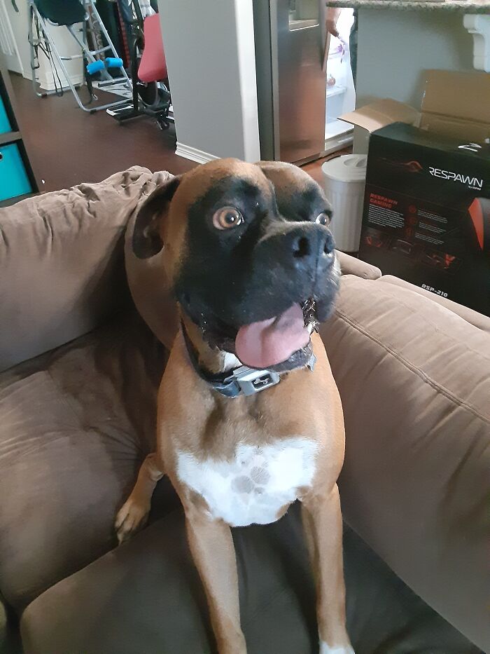 Tennis Ball: Exists. My Dog: