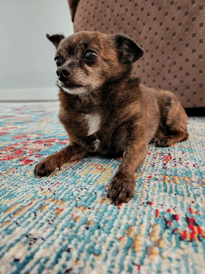 My Aunts Dog But My Picture :)