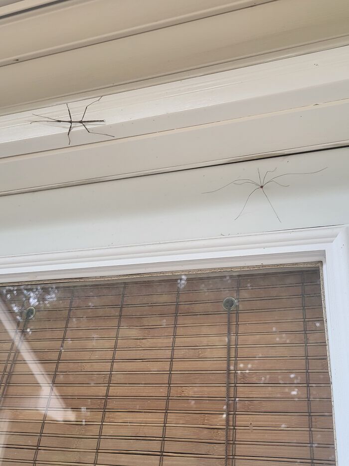 Wtf Are These Little Monsters 