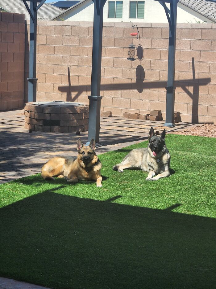 Pepper (Left) Jynx (Right) Enjoying The Sunshine :)