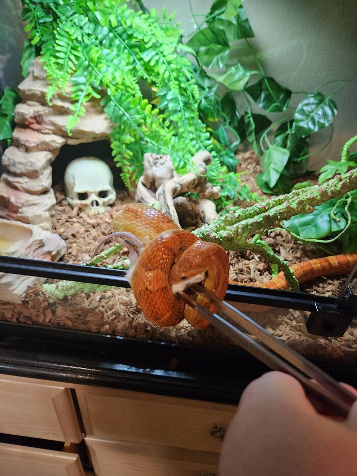 My Little Buddy Goes Crazy For Food. He Wouldn't Let Me Have The Tongs Back. Lol