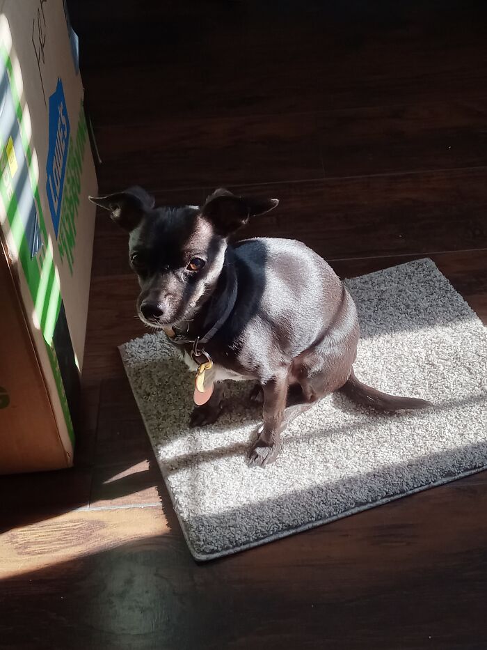 Agent Napa Tries To Fit In The Sunlight