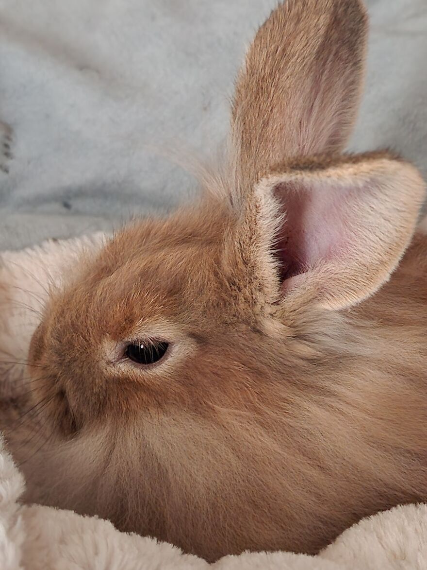 Rip Dutch. She Had A Seizure And Passed Within 24 Hours Of Having Her, But She Was Precious