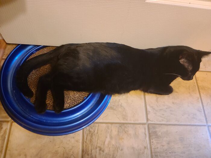 He Prefers To Sleep With His Hind End Up On Something