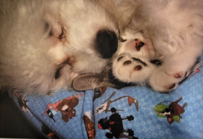 Here's Popcorn And Kitty