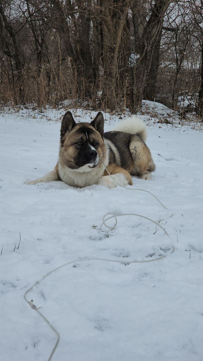 My Big Boy Soju In His Happy Place :)