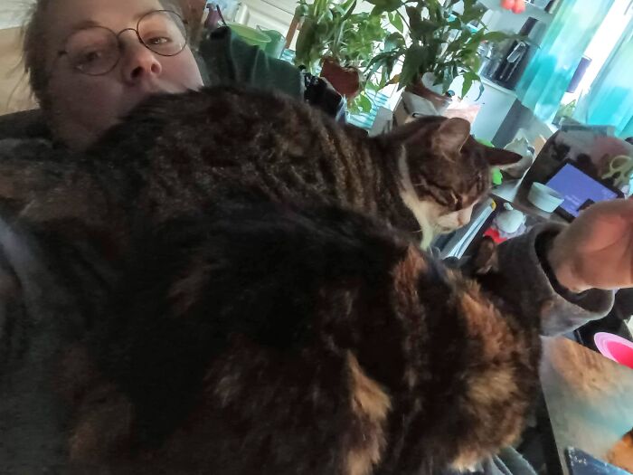 Flöckchen Und Arthas Love To Sleep On My Chest. Everyday For Almost Hours, If They Could