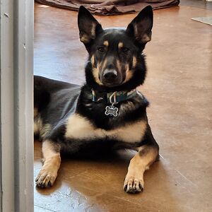 phoenixstorm_1 avatar