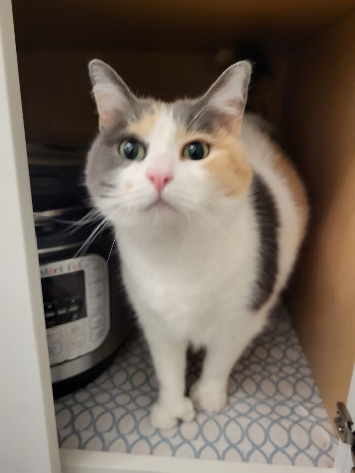 She Wants Pets. Give Her Pets