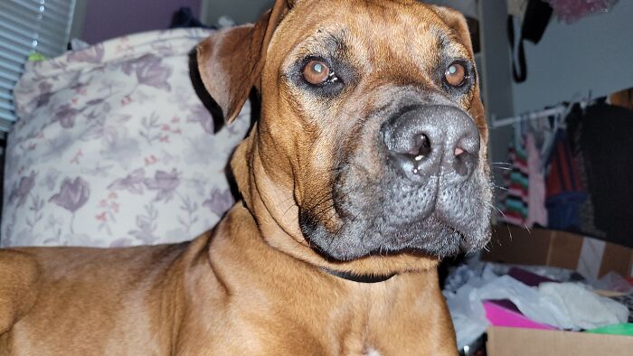 My New Puppy Earl We Are Training Him To Be My Service Dog