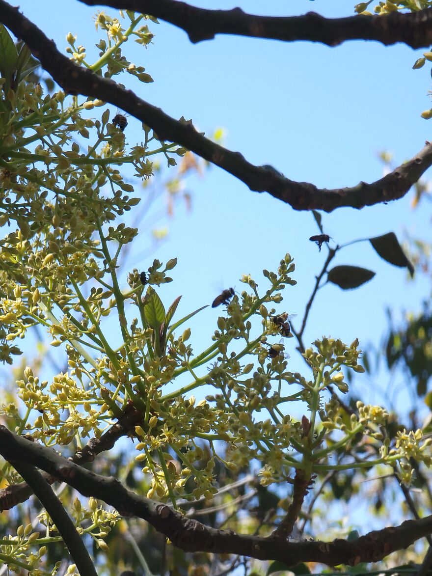 My Blooming Avocado Tree With Some Busy Bees