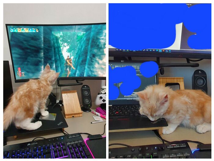 Sir Flexington Is A Helper Both On Hobbies And Working