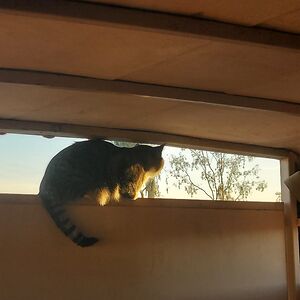 ninjabrickdesigns avatar