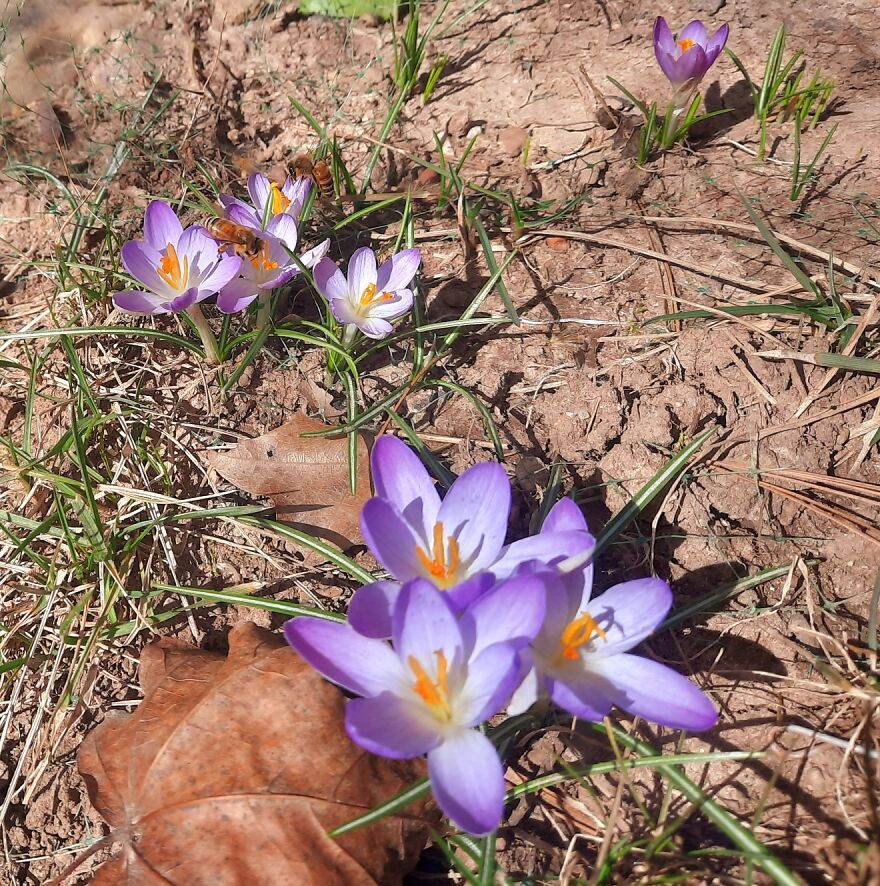 Mild Winter, Lots Of February Flowers And Bees