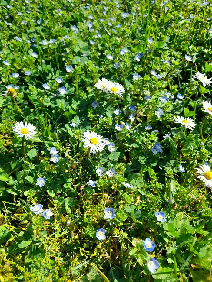Blooming Lawn. In Every Sense