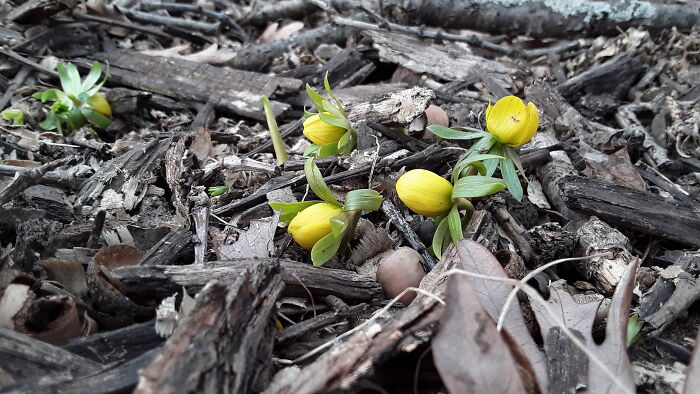 The Very First Flower (Eranthis Hyemalis)