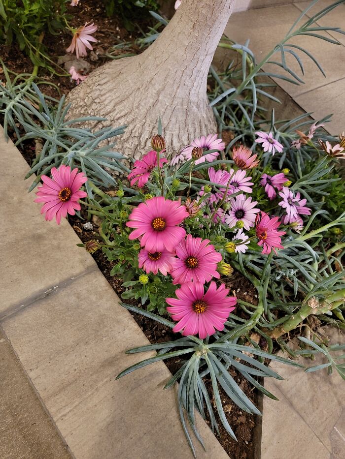 There Are Flowers Everywhere Now In México