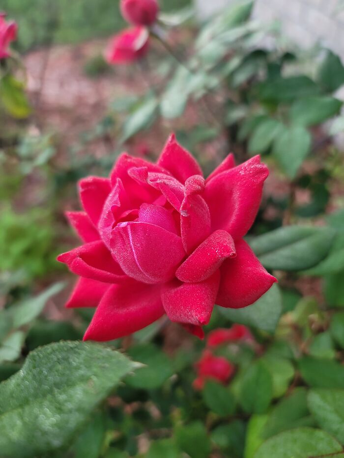 A Rose By Any Other Name