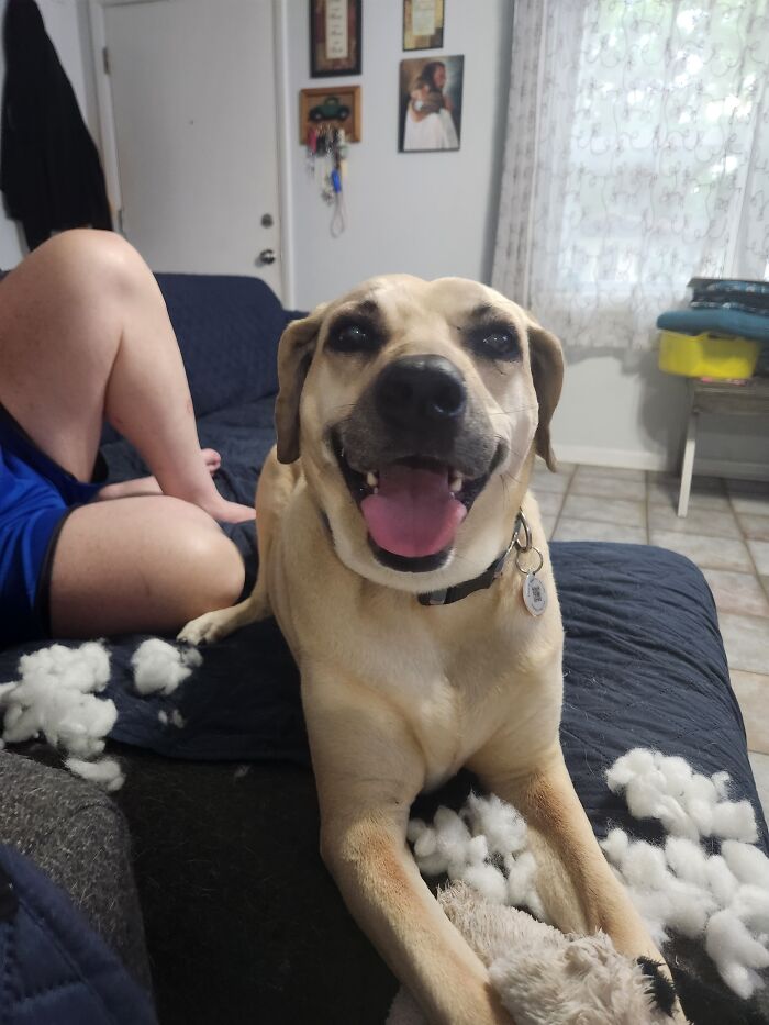 This Is Aashna. She's Almost 9 And Her Favorite Thing To Do With Her Toys Is Remove The Stuffing Bit By Bit So It Looks Like It's Been Snowing In Our Living Room