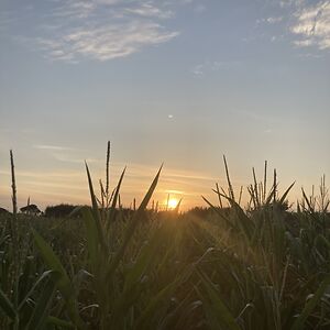 nooshkapurday-beckett avatar