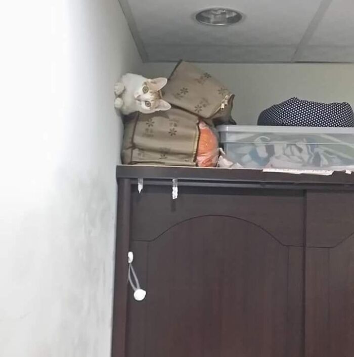 Funny-Important-Animals-Images