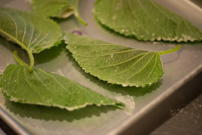 “Let Her Struggle, Bruh”: People Share Their Opinions On The “Perilla Leaf Test” And Discuss Loyalty And Boundaries In A Relationship “Let Her Struggle, Bruh”: People Share Their Opinions On The “Perilla Leaf Test” And Discuss Loyalty And Boundaries In A Relationship